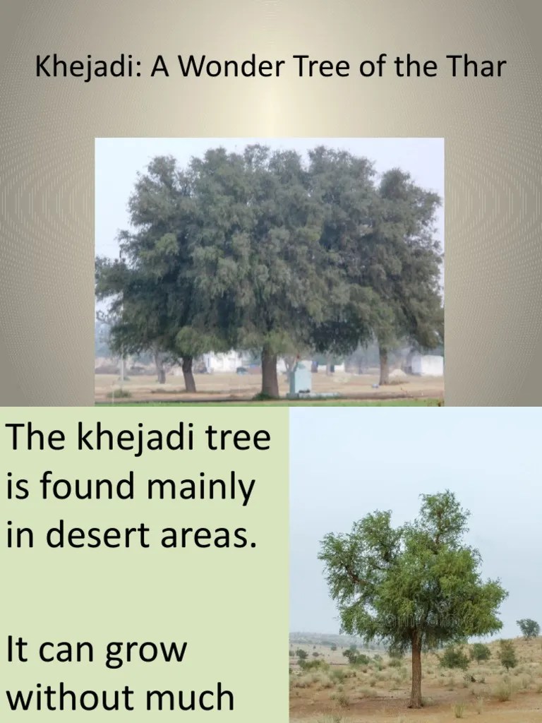 Khejadi A Wonder Tree of The Thar PDF