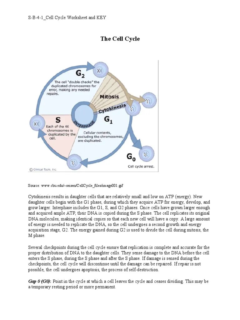 S-B-4-1 - Cell Cycle Worksheet and KEY | PDF | Cell Cycle | Cell (Biology)
