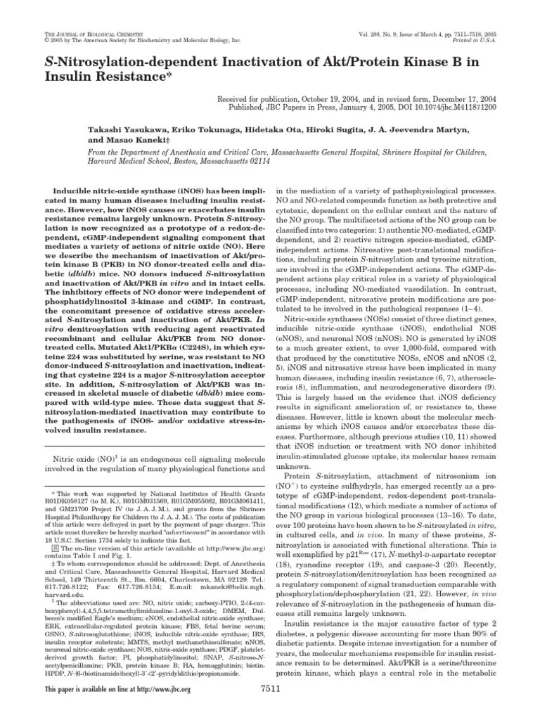 Insulin Resistance and Akt PDF Protein Kinase B Nitric Oxide Synthase