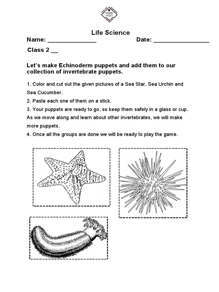 Echinoderm Cut and Paste Worksheet 2 PDF