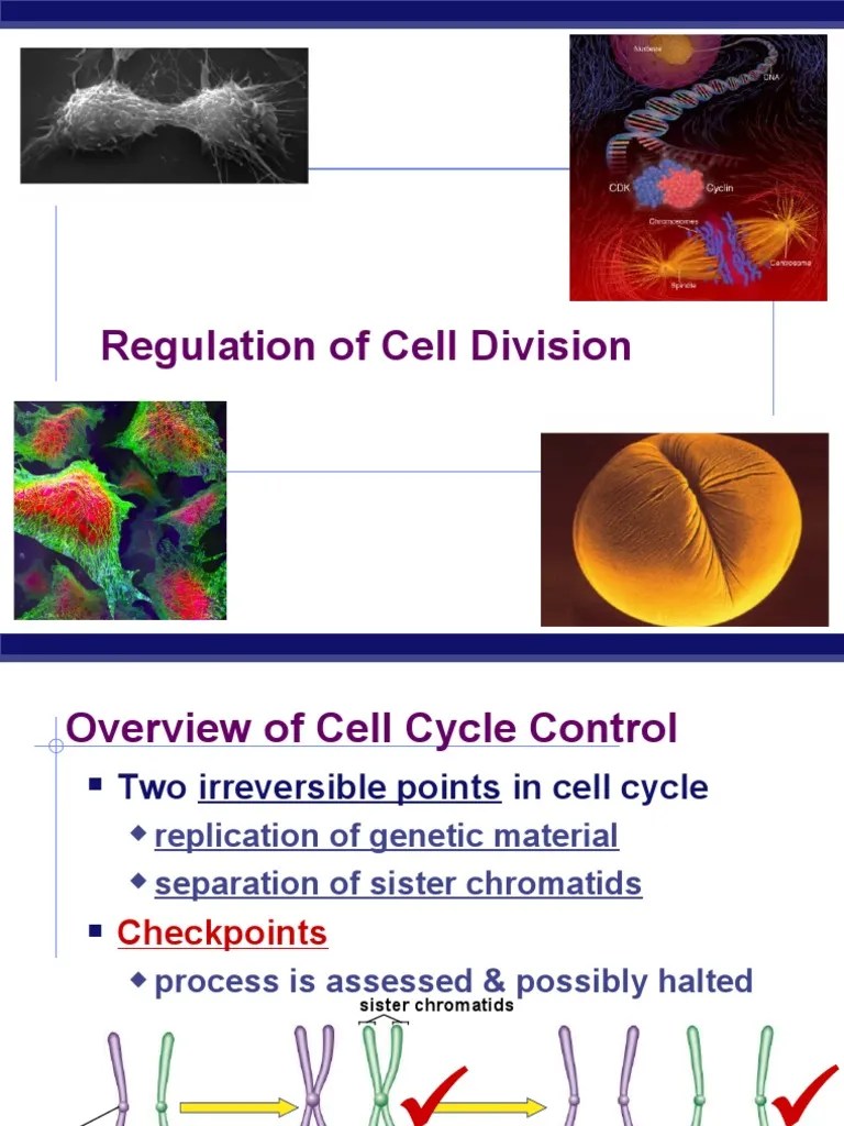 Regulation of the Cell Cycle A Review of Key Checkpoints, Signaling Pathways, and the Role of