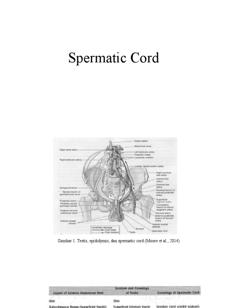 Spermatic Cord PDF
