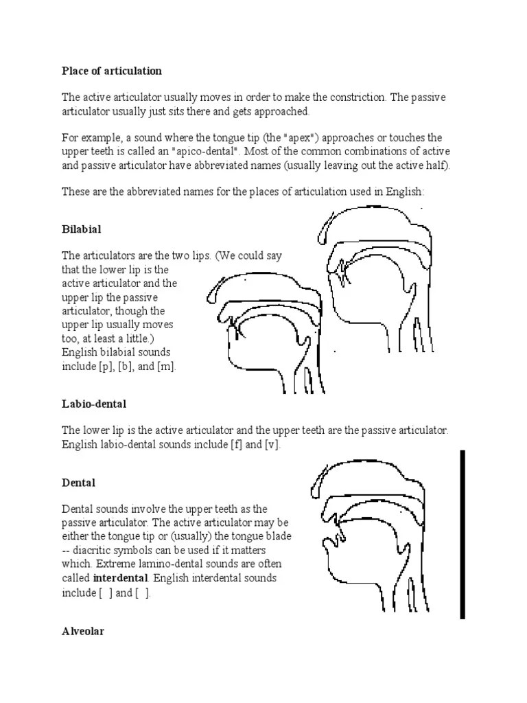 Places of Articulation Class Notes PDF Human Voice