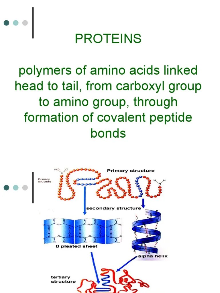 Proteins Polymers of Amino Acids Linked Head To Tail, From Carboxyl Group To Amino Group