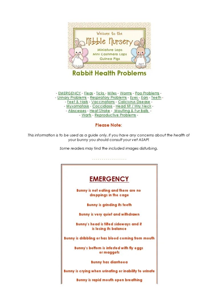 Nibble Nursery Rabbit Care Health Urinary Tract Infection
