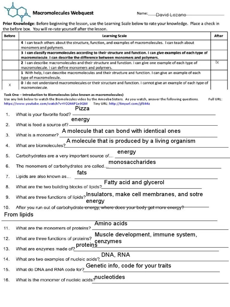 David Lozano Biomolecules Quest PDF Macromolecules Cell (Biology)