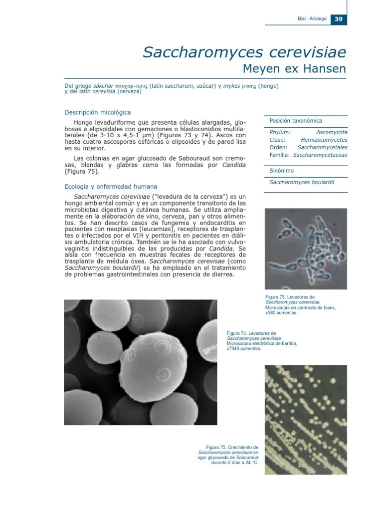 Saccharomyces Cerevisiae Saccharomyces Cerevisiae Medicina