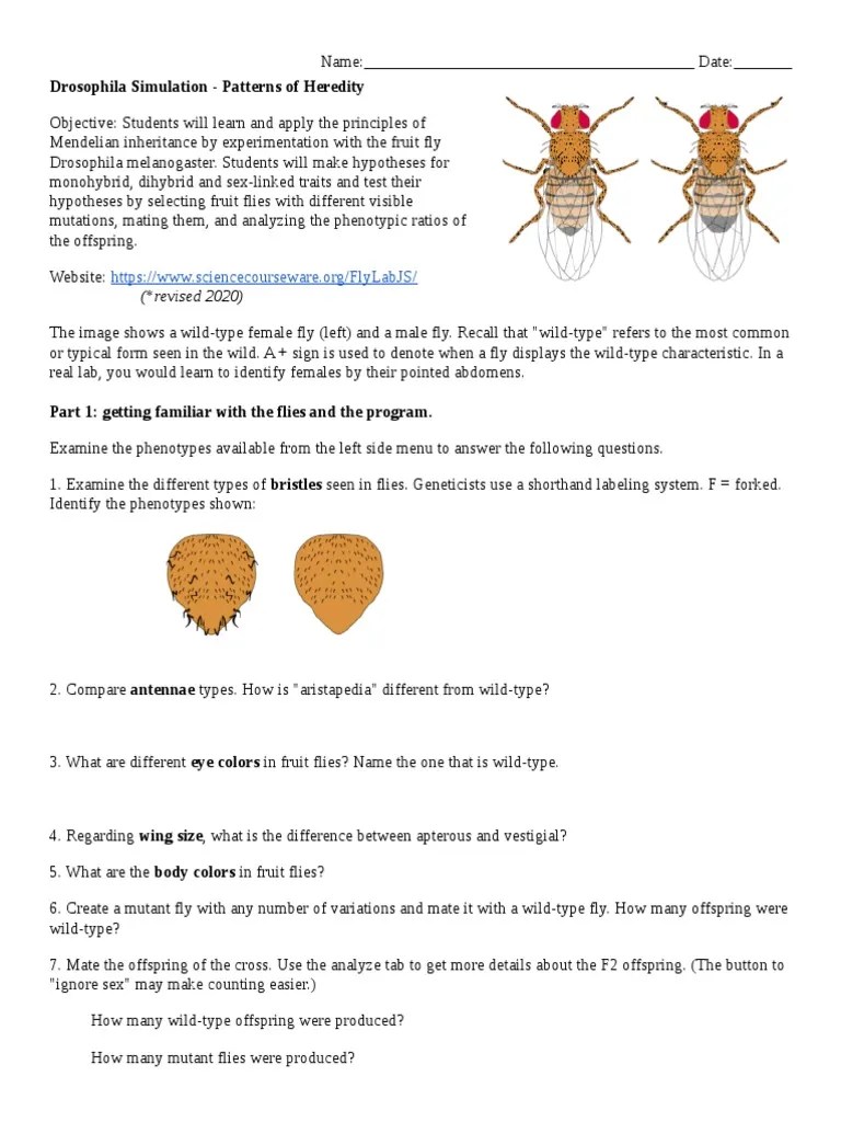 Drosophila Lab 1 Mono and Di Hybrid Crosses PDF PDF Chi Squared