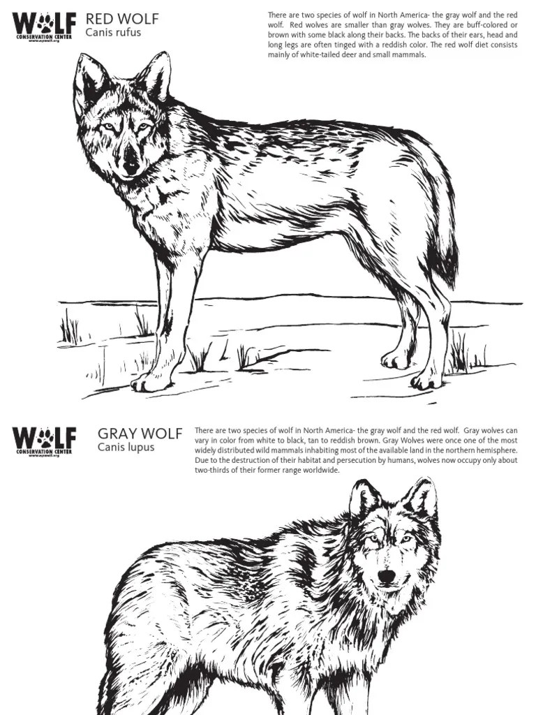 A Comparative Look at the Red Wolf and Gray Wolf Exploring the Physical Traits and Habitats of