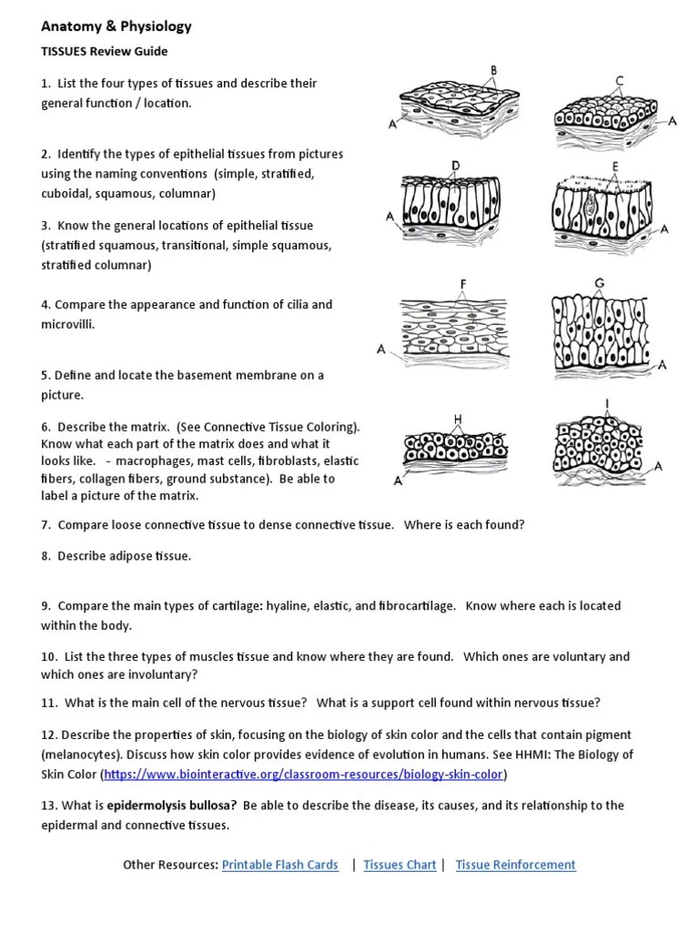 Tissues Review Guide | PDF