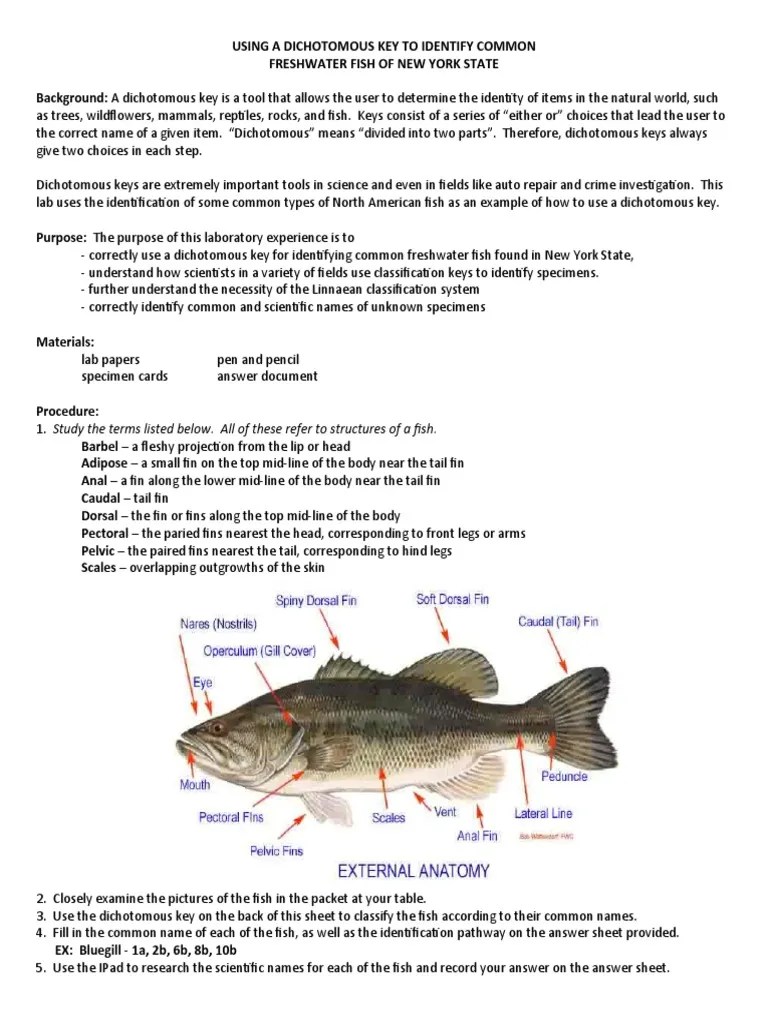 Fish Dichotomous Key From New York PDF Fin Fish