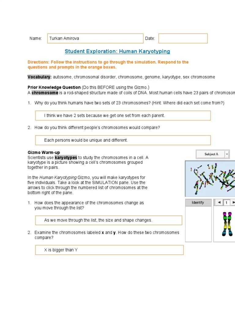 Human Karyotyping Gizmo | PDF | Karyotype | Chromosome