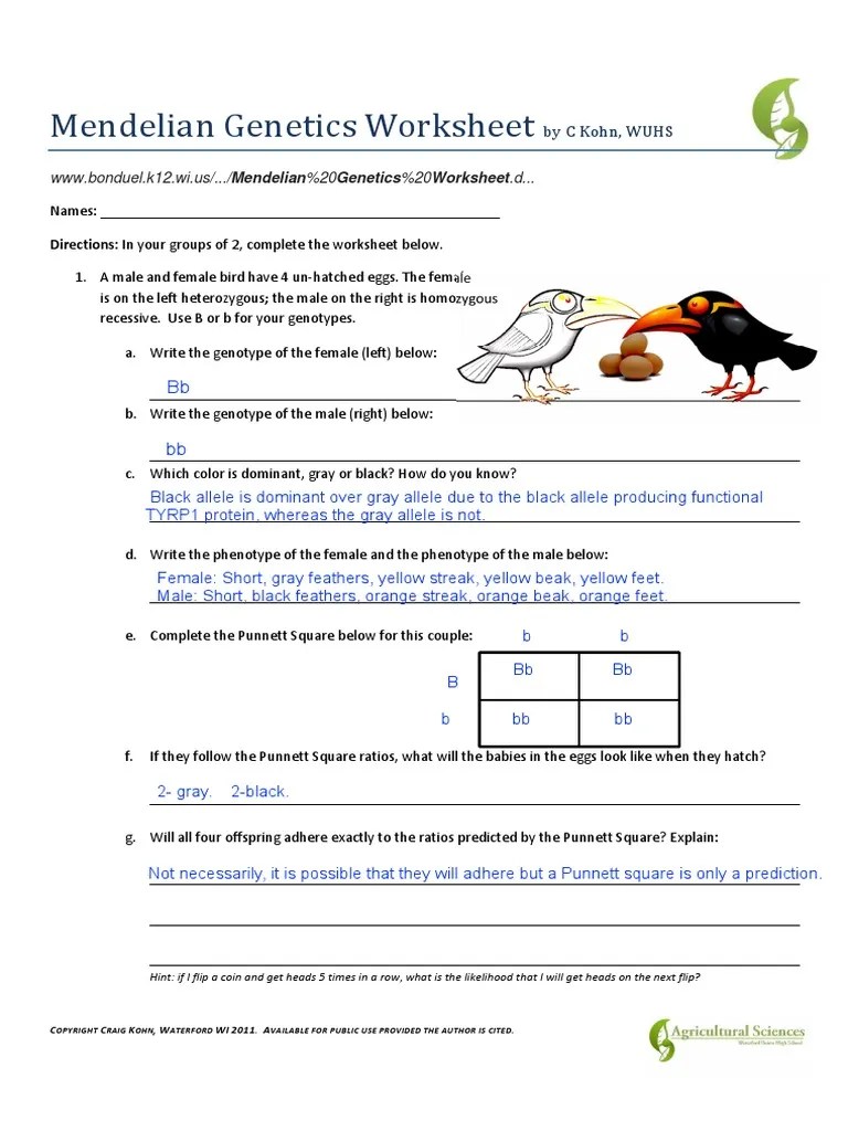 Mendelian Genetics Worksheet | PDF | Genotype | Dominance (Genetics)