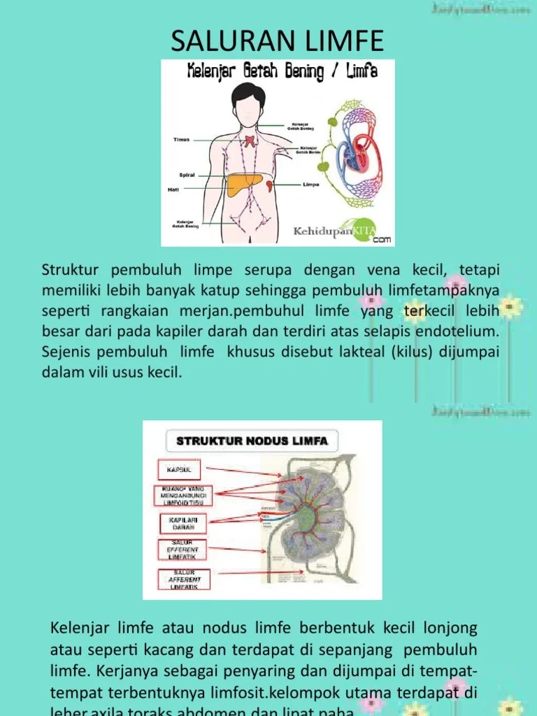 2.saluran Limfe | PDF