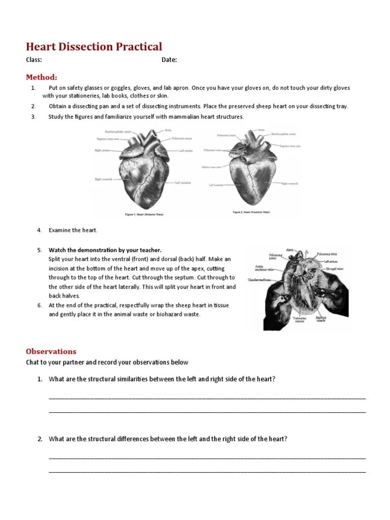 Biology Worksheet Sheep Heart Dissection | PDF | Heart Valve | Atrium