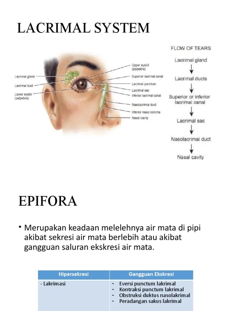 LACRIMAL SYSTEM Dan EPIFORA | PDF