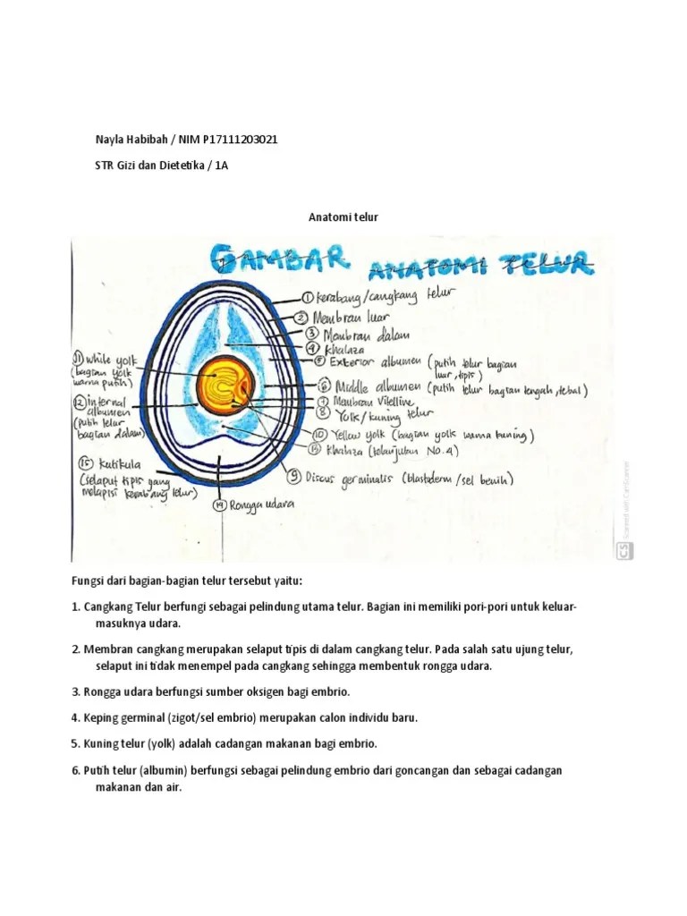 Nayla Habibah 22 STR Gizi 1A Anatomi Telur | PDF