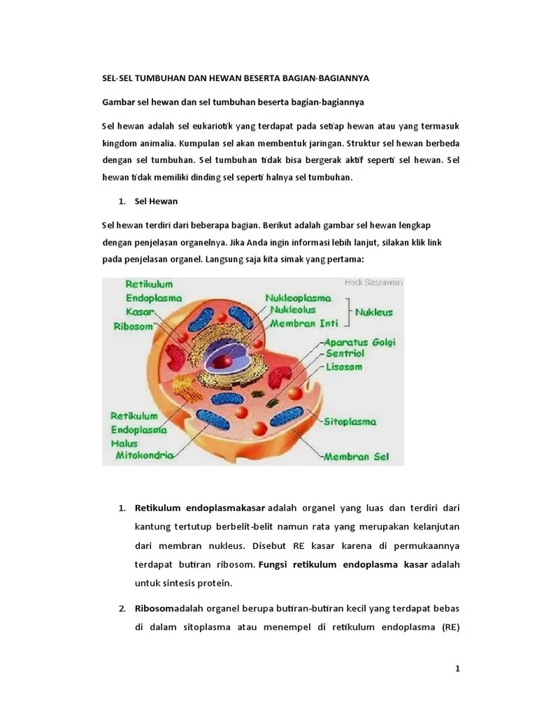 Sel Sel Hewan Dan Tumbuhan