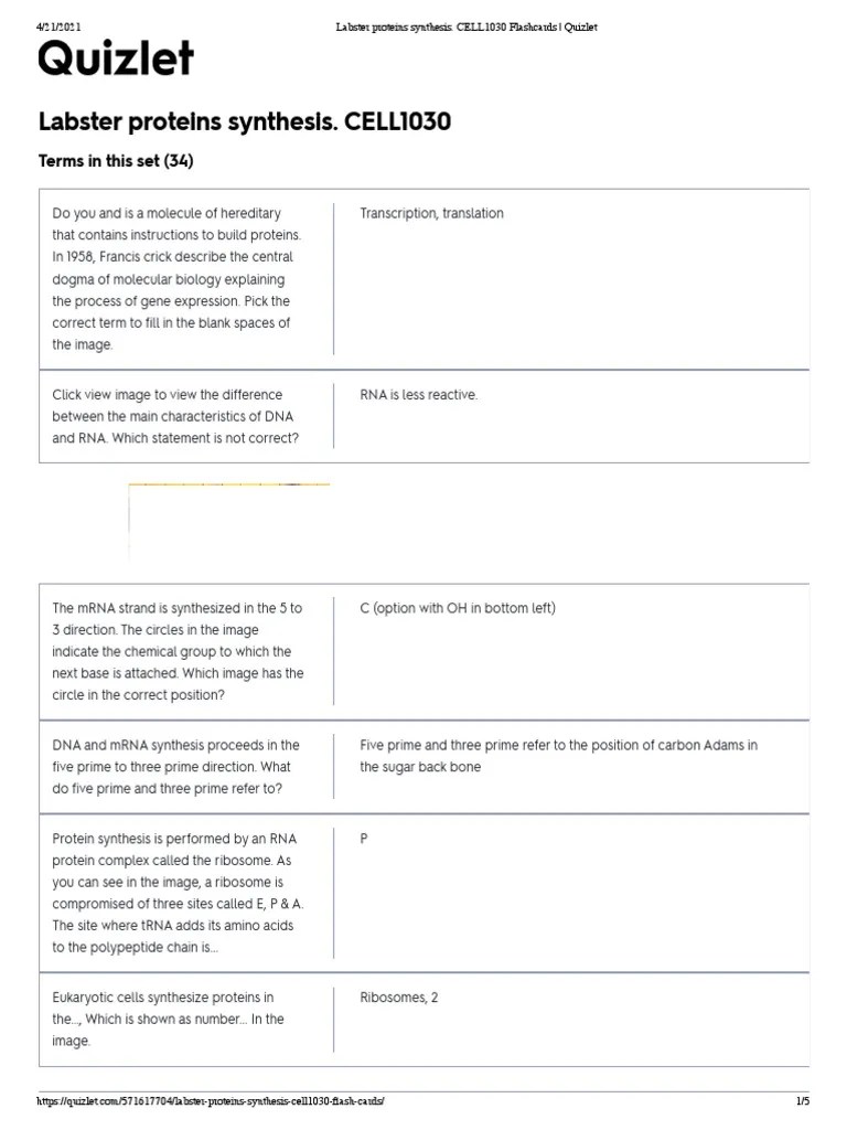 Labster Proteins Synthesis. CELL1030 Flashcards Quizlet PDF