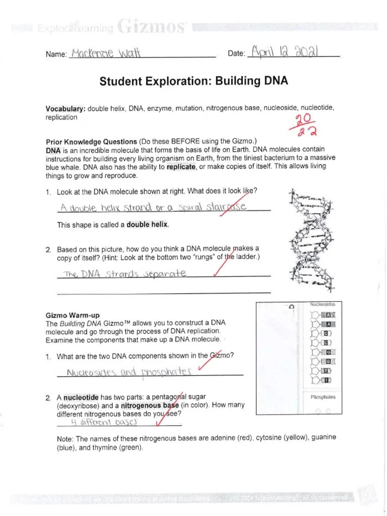 Gizmos - Building DNA | PDF