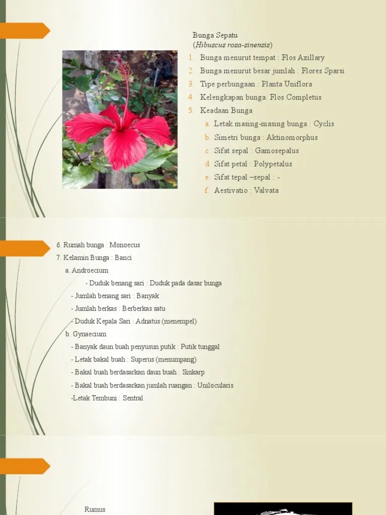 Bunga Waluh Dan Kembang Sepatu | PDF