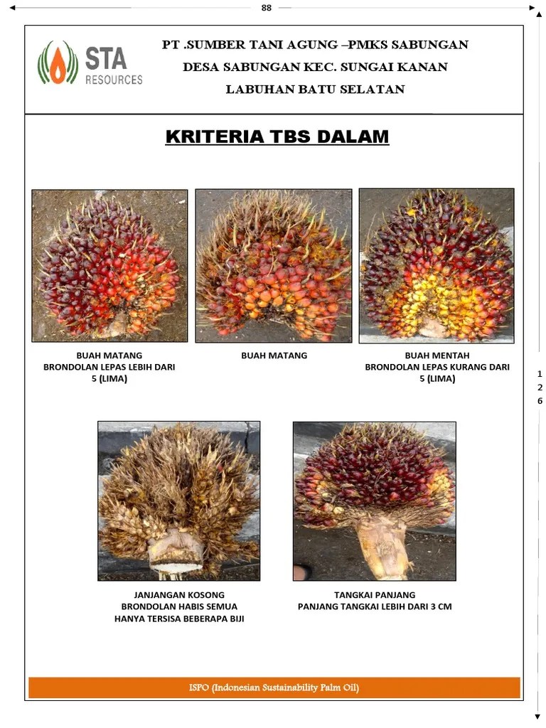 Kategori Buah Dalam Dan Luar | PDF