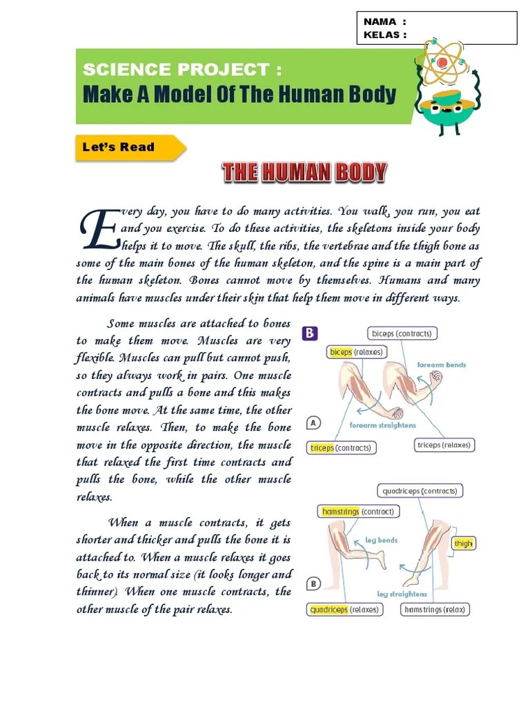 Make A Model of The Human Body: Science Project | PDF | Skeleton | Muscle