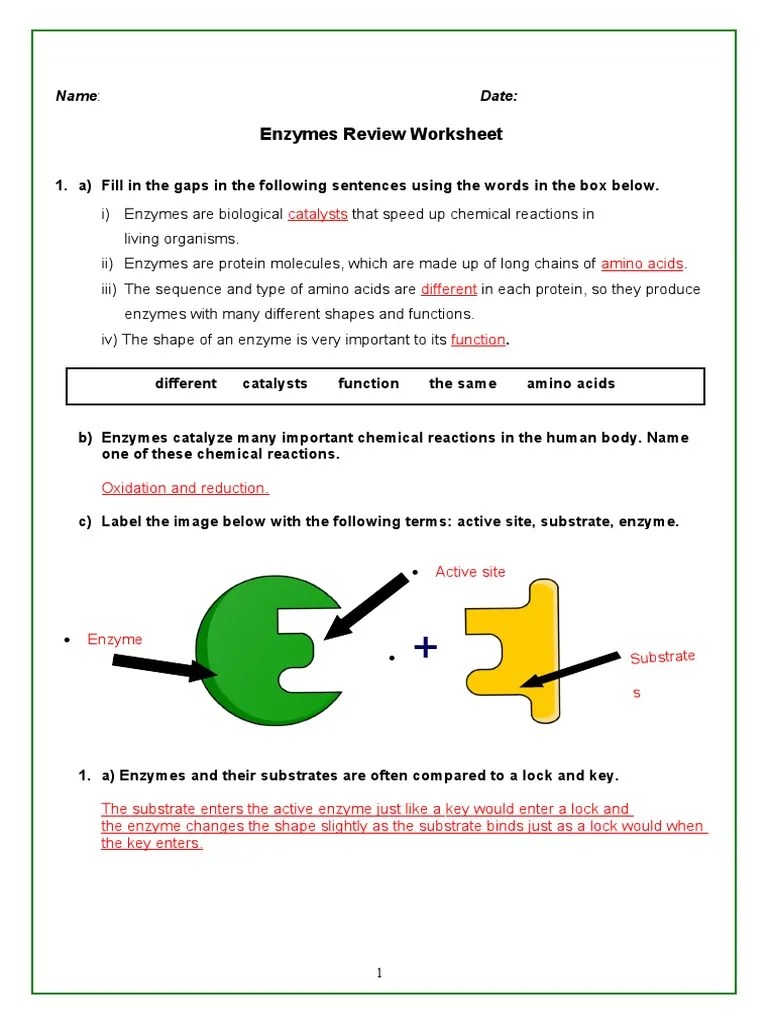 Enzymes Review Worksheet | PDF | Active Site | Substrate (Chemistry)