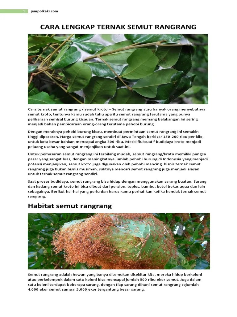 Cara Lengkap Ternak Semut Rangrang | PDF