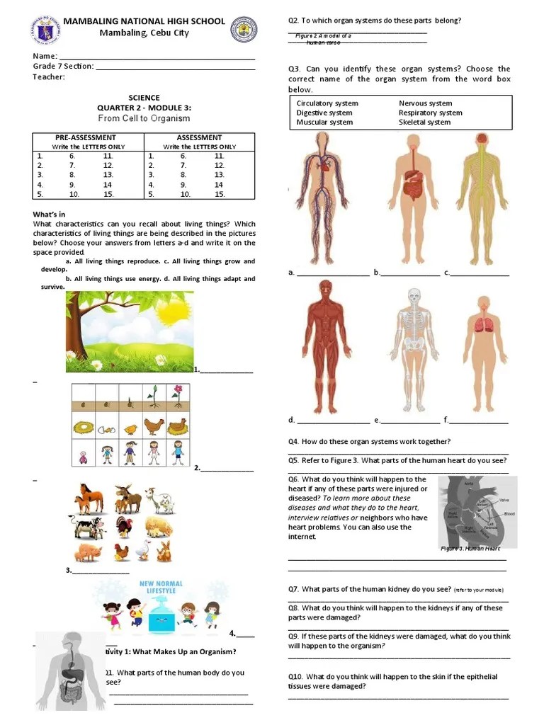 Grade 7 Answer Sheet Q2M3 PDF Organ (Anatomy) Tissue (Biology)