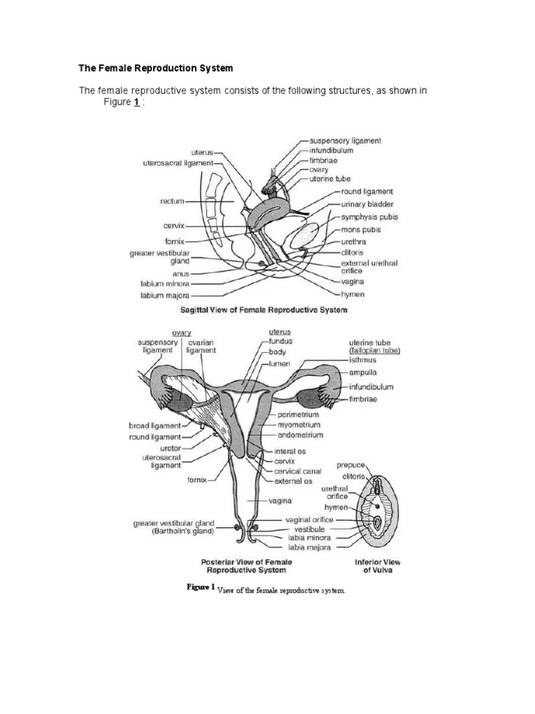 Female Reproductive System Diagram External View AflamNeeeak