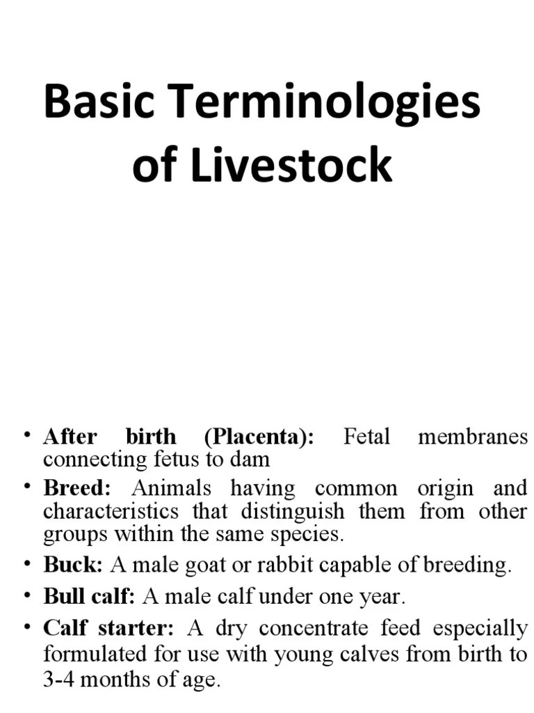 Basic Terminologies of Livestock PDF Calf Cattle