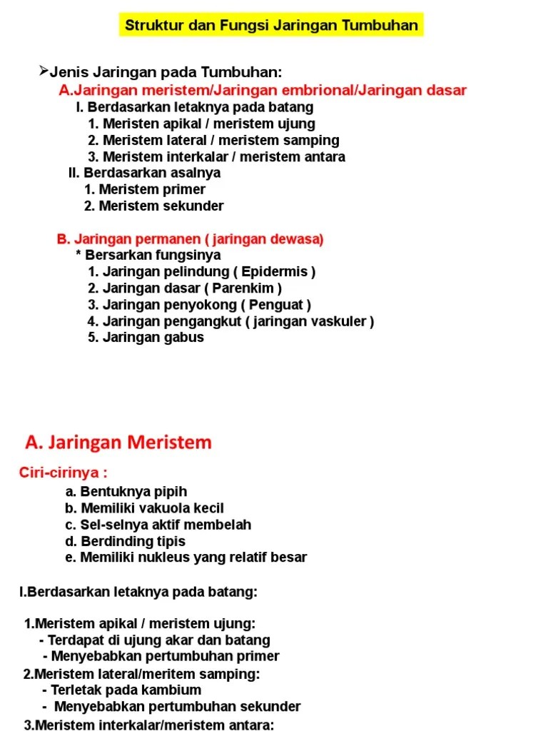 JARINGAN MERISTEM - Materi | PDF