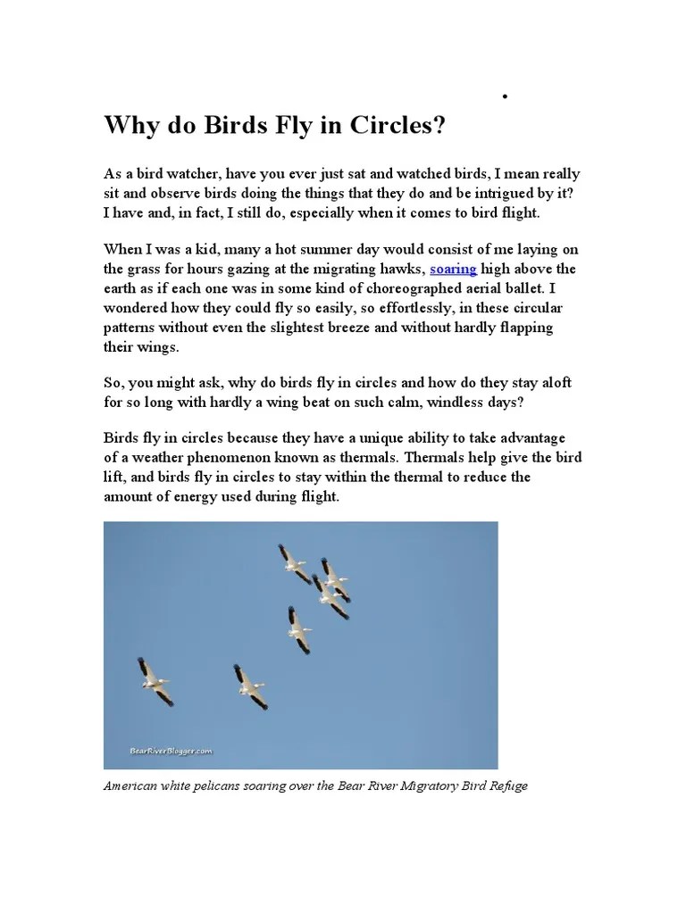 Why Do Birds Fly in Circles PDF Bird Migration Birds
