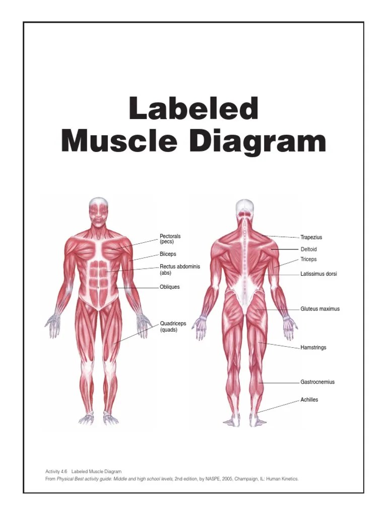Muscle Diagram Chart PDF