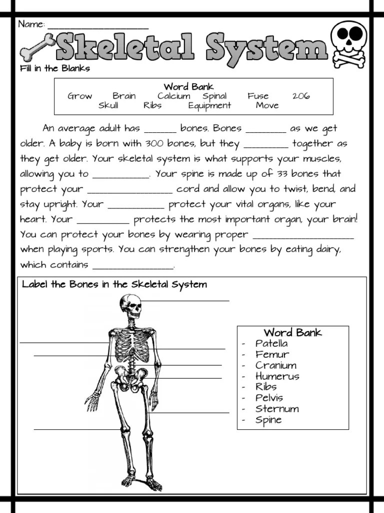 The Skeletal System Worksheet | PDF | Human Body | Skeleton