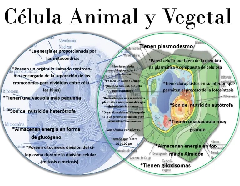 Diagrama de Venn de Célula Vegetal y Animal | PDF