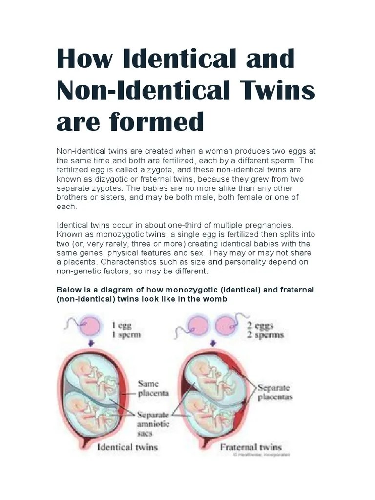 How Identical and Non Identical Twins Are Formed Biology Mid Term