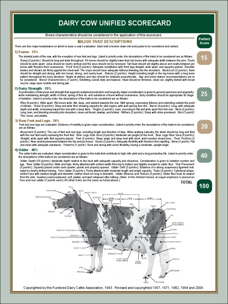 PDCA Scorecard PDF Cattle Dairy Cattle