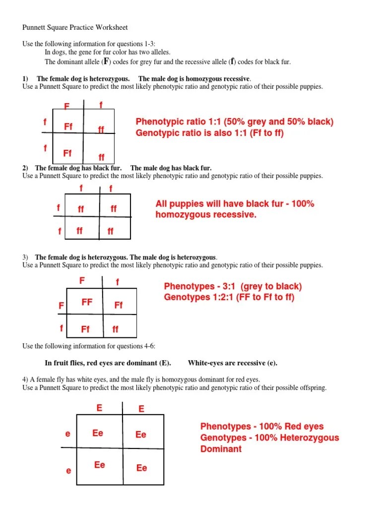 Punnett Square Practice Worksheet: 1) The Female Dog Is Heterozygous