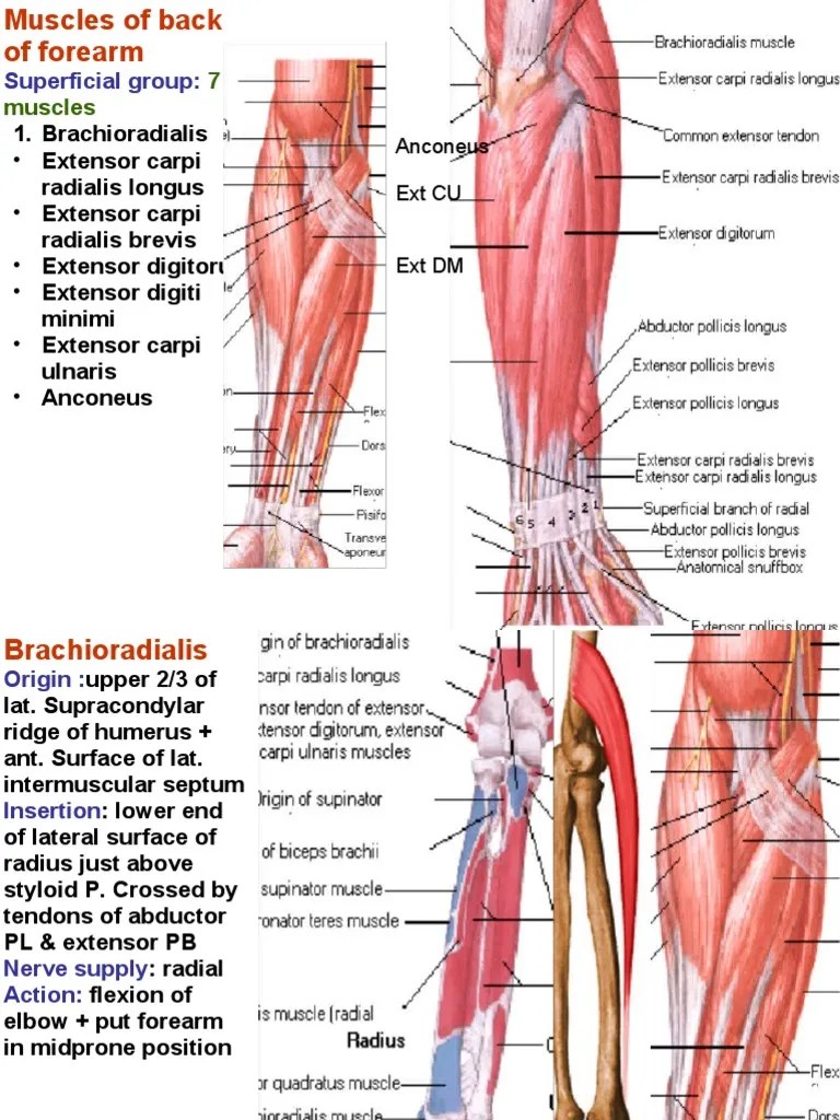 Muscles Of back of Forearm