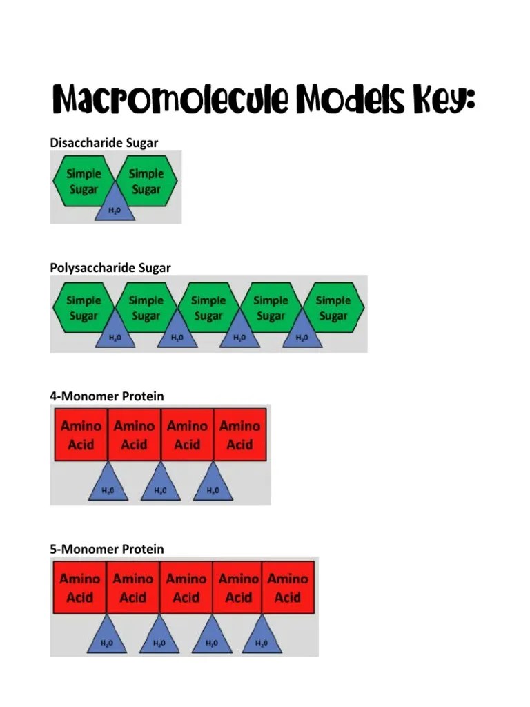 Building Macromolecules Activity PDF
