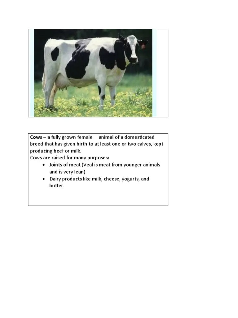 Cows A Fully Grown Female Animal of A Domesticated Download Free