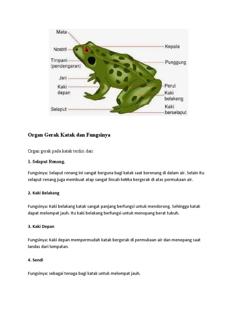 Organ Gerak Katak dan Fungsinya | PDF