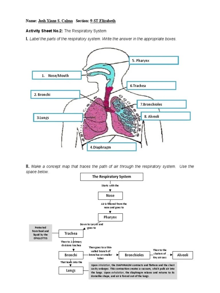 Label The Parts of The Respiratory System. Write The Answer in The