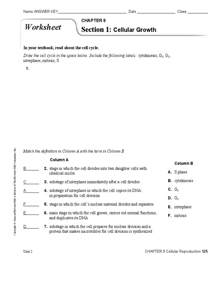 Worksheet: Section 1 | PDF | Mitosis | Chemistry