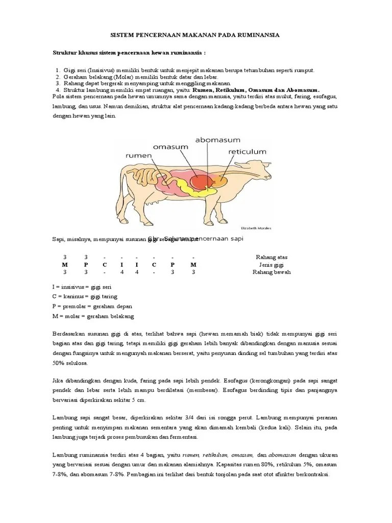 Sistem Pencernaan Makanan Pada Ruminansia