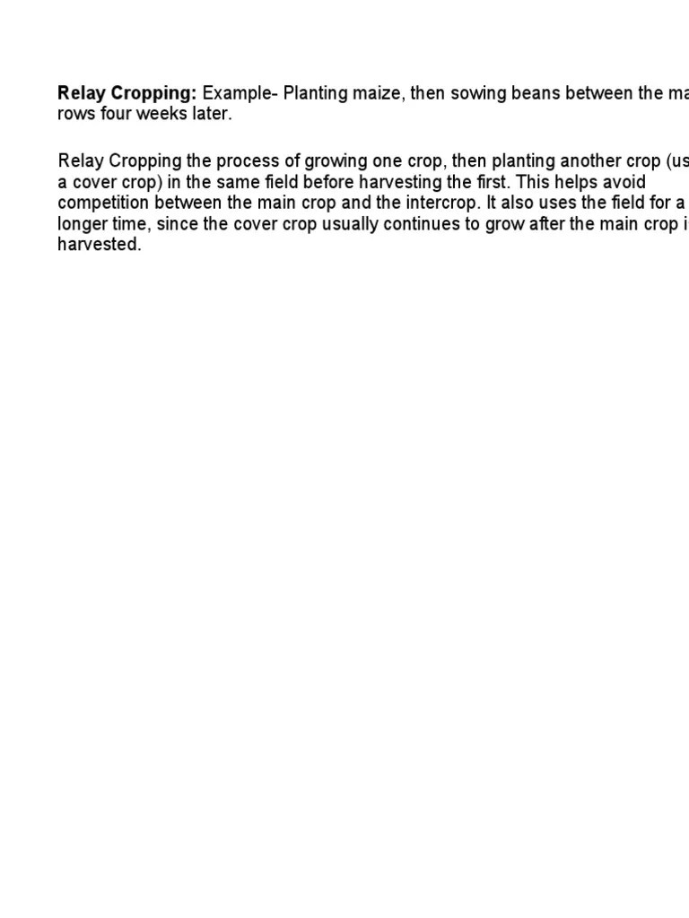 Relay Cropping ExamplePlanting Maize, Then Sowing Beans Between The