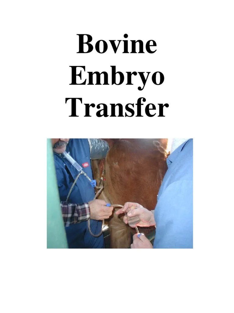 Bovine Embryo Transfer PDF Cattle Dairy Cattle