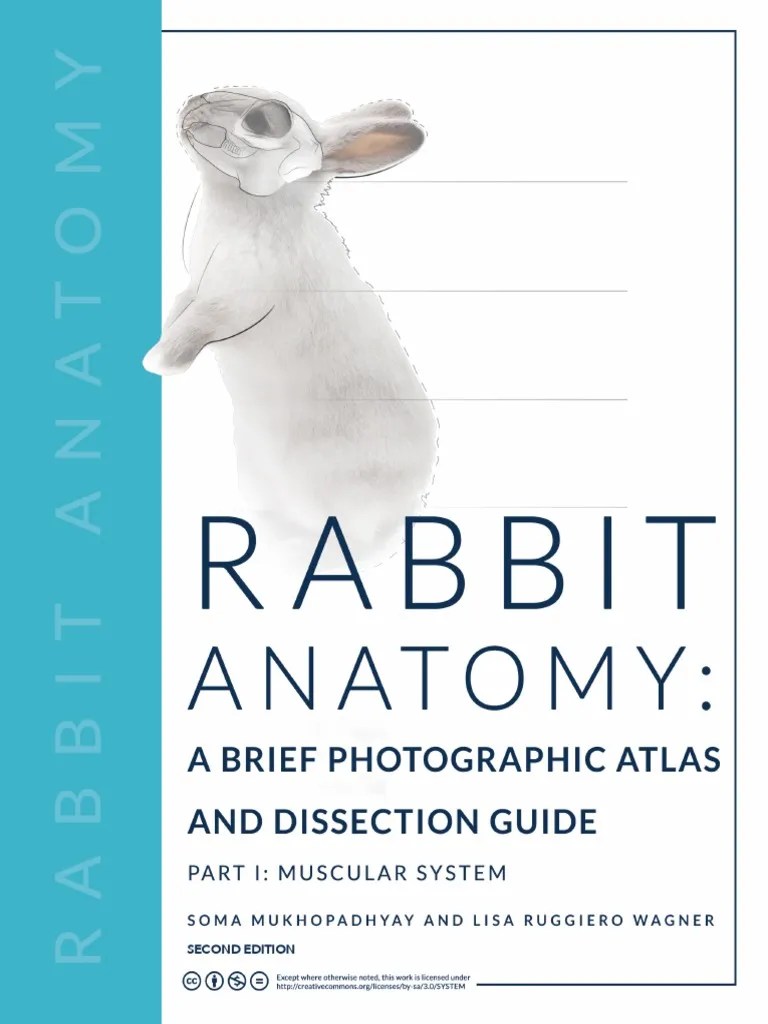 Rabbit Anatomy Atlas and Dissection Guide Part 1 Muscular System